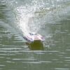 Joysway Magic Cat V6 Electric Abs 265mm Brushed 2.4g RTR Boat - Image 3