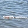 Joysway Magic Cat V6 Electric Abs 265mm Brushed 2.4g RTR Boat - Image 11