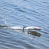 Joysway Magic Cat V6 Electric Abs 265mm Brushed 2.4g RTR Boat - Image 12
